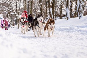 С Хаски по дороге в сказку