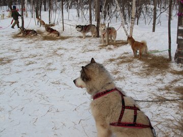 В гости к хаски