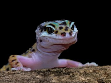 Гекконы. Интерактивное знакомство с экзотическими животными
