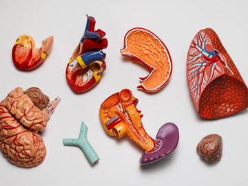 Как устроен человек?