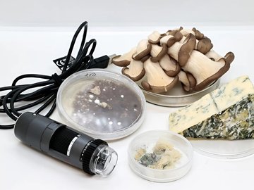 В царстве грибов