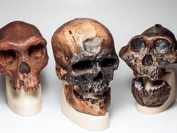 По следам человека