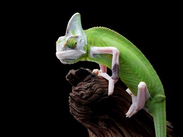 Хамелеоны. Знакомство с рептилией