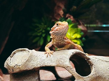 Бородатые агамы. Интерактивное знакомство с экзотическими животными