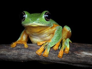 Лягушки. Интерактивно-развивающий курс