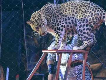 Цирк-шапито «Золотой дракон». Шоу персидских леопардов