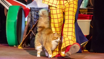 Лебединое озеро, или Как прынц невесту искал, а коты ему помогали