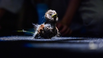 Воробьишко