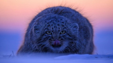 Золотая Черепаха