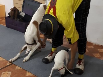 Шоу и мастер-класс по дрессировке цирковых собак