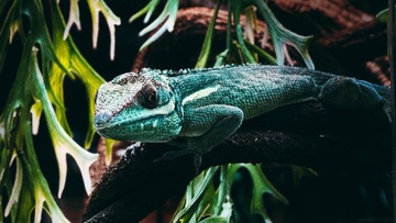 Хамелеоны. Интерактивное знакомство с экзотическими животными