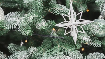 Ёлка на воде