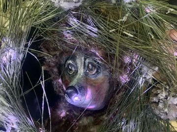 Как ёжик и медвежонок встречали Новый год