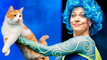 Коты спасают мир