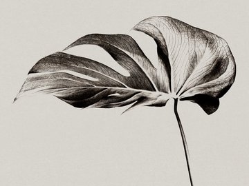 Линогравюра. От простого к сложному