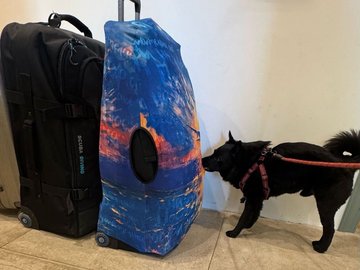 Собака на таможне