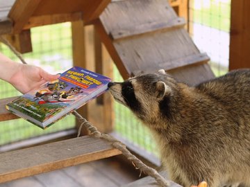 Книжки и енотики