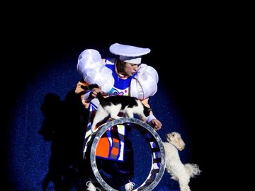 Кот и повар