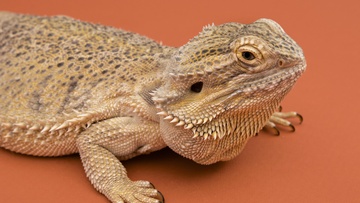 Бородатая Агама. Знакомство с рептилией