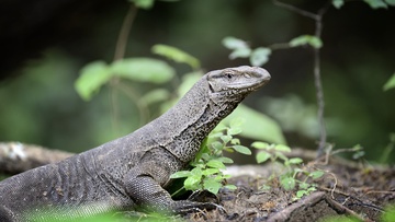 Вараны и тегу