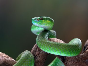 Змеи. Интерактивное знакомство с экзотическими животными