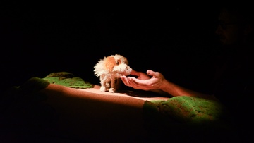 Умная собачка Соня