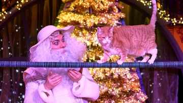 Новогодние приключения котов-чемпионов