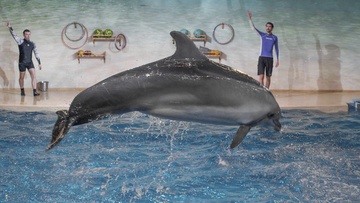 Новогодний континент