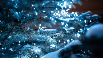 Тайна синей птицы