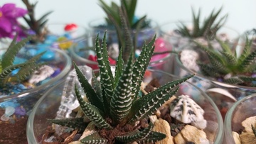 Создание флорариума с песочной церемонией