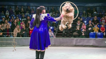 Цирк-шапито «Золотой дракон»