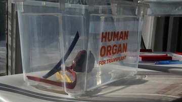 Большая медицинская программа: трансплантология