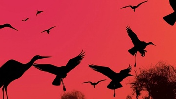 Оркестр орган шоу: Шедевры Поля Мориа, Джеймса Ласта, Стинга, Эннио Морриконе