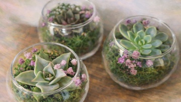 Создание живого флорариума