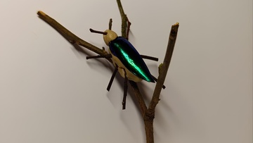 Майский жук. Насекомната