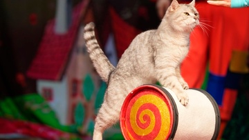 Приключения котов-чемпионов